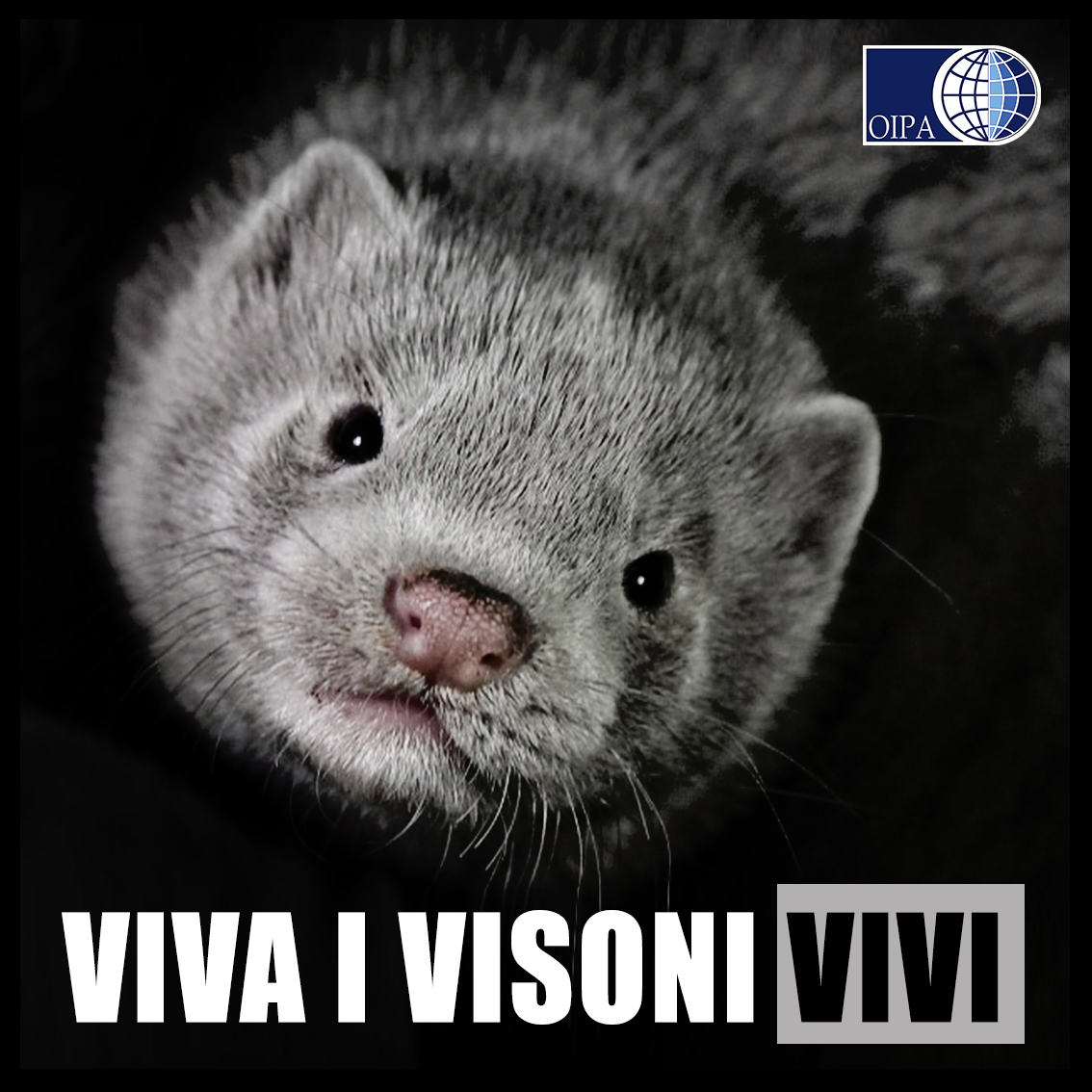 CORONAVIRUS/ANIMALI. PARTITA IN OLANDA L’UCCISIONE DEI VISONI “DA PELLICCIA”. LO STOP È DURATO SOLO 24 ORE