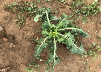 Agricoltura, danni per grandine in E-R