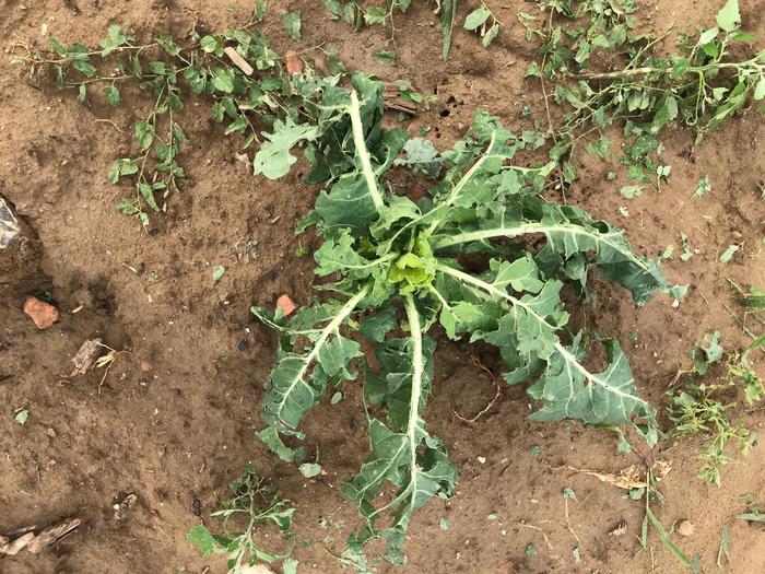 Agricoltura: danni per grandine in E-R dopo siccità e gelate