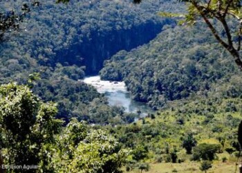 Ambiente: Greenpeace, ‘importiamo carne responsabile distruzione Amazzonia’ 