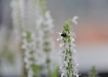 Ambiente: Ispra, grave la situazione della biodiversità a livello globale  