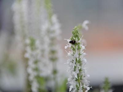 Biodiversità, a livello globale un milione di specie a rischio estinzione