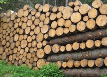 Ambiente: mercato del legno illegale, Ue sostiene progetto ‘Legal Wood’ 