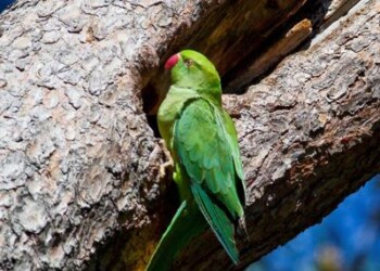Ambiente: nuove specie aliene, 87 su 952 analizzate sono gravemente pericolose  