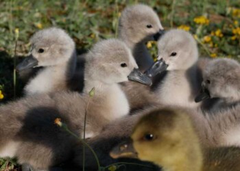 Ambiente: pulcini di cigno salvati da ‘coetanei’ di oca
