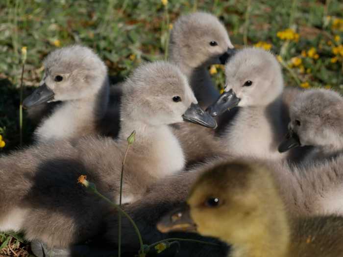 Ambiente: pulcini di cigno salvati da ‘coetanei’ di oca