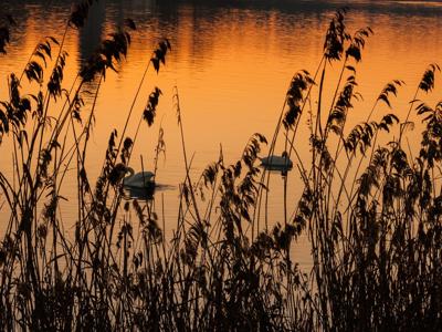 Italiani e biodiversità, ambiente nella hit delle priorità