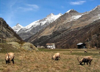 Ambiente: si dimette direttore Parco Gran Paradiso