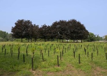 Ambiente: un albero per ogni 50 nati, il progetto di riforestazione di Mellin 