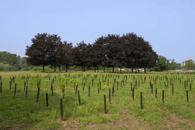 Un albero per ogni 50 nati, il progetto di riforestazione di Mellin