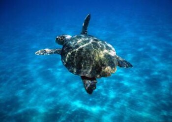 Ambiente: Wwf, ‘ogni anno 570 mila t di plastica finiscono nel Mediterraneo’  