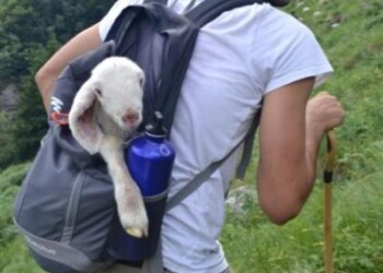 Animali: Pasturs, riparte progetto per convivenza pastori-grandi predatori  