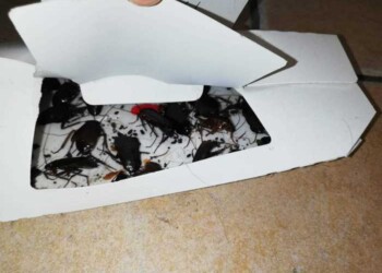 Blatte nella gastronomia abusiva, 25 mila euro di multa