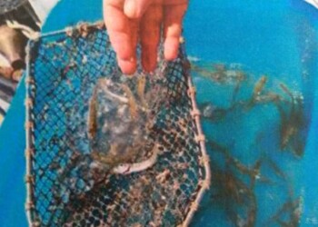Pescatori di laguna in crisi: già iniziata la dannosa presenza delle noci di mare