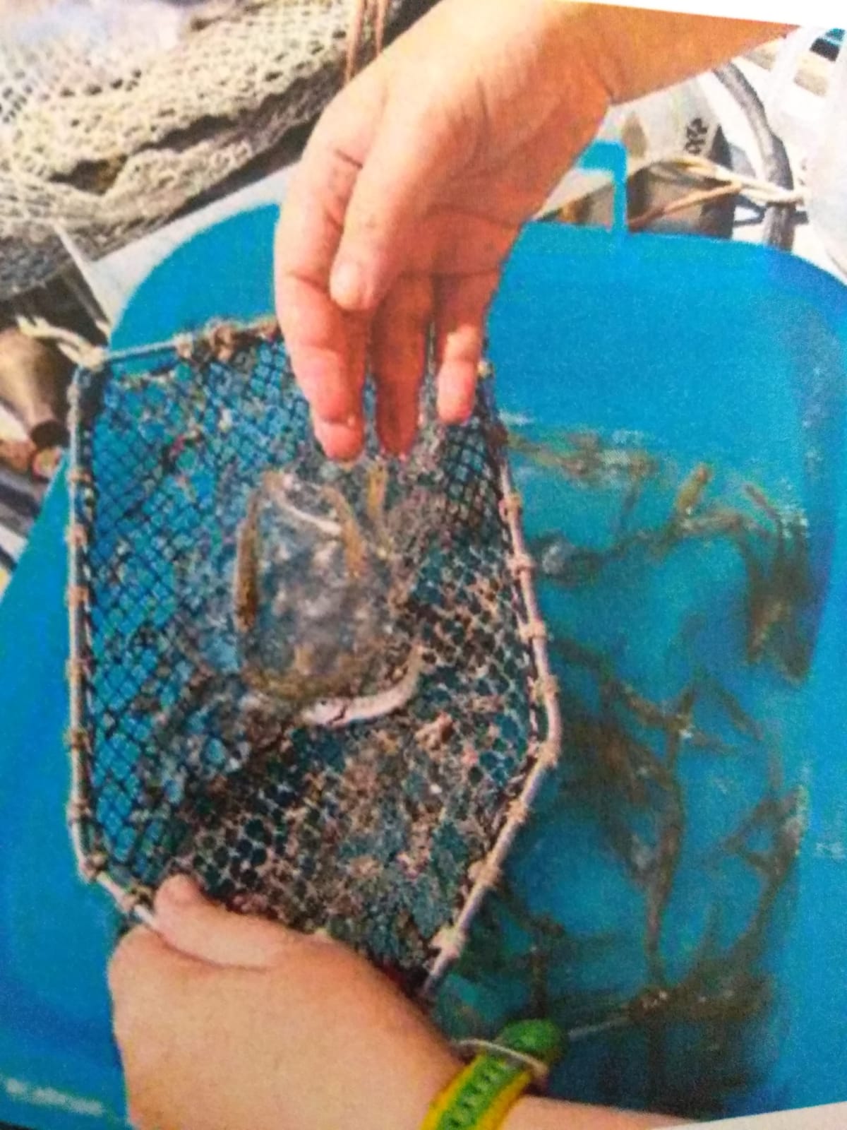 Pescatori di laguna in crisi: già iniziata la dannosa presenza delle noci di mare