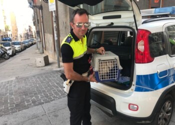 Cagnetta “torna” dai padroni dopo sette anni