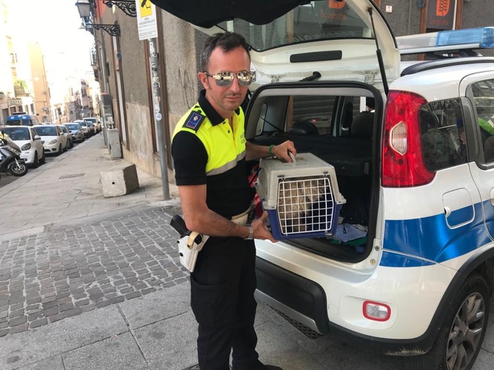 Cagnetta “torna” dai padroni dopo sette anni