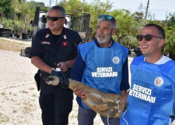 Capriolo su Tiburtina,catturato poi liberato in area isolata
