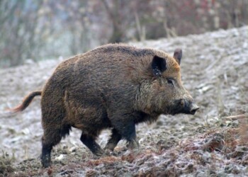 Gestione e controllo del cinghiale: attivato il Piano sul territorio di Cori e Giulianello