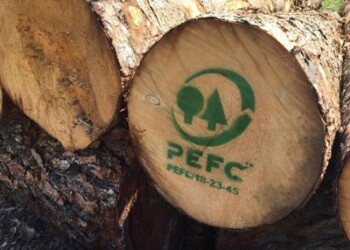Clima: 6 motivi per curare gli alberi e piantarne di nuovi  