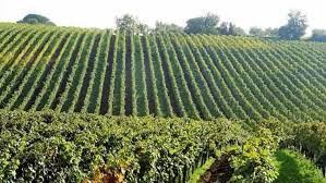 Coldiretti Marche, agriturismi e agroalimentare sperano con la riapertura delle frontiere regionali e nazionali