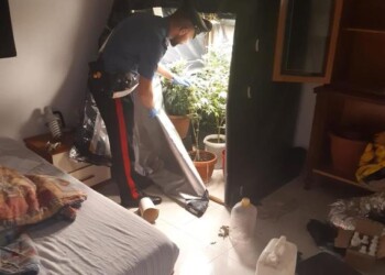 Coltiva marijuana in casa, arrestato a Bernalda