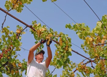 Consorzio Gavi, tre webinar per aiutare operatori