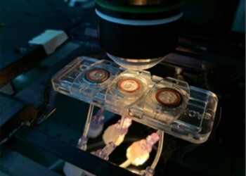 Coronavirus, hitech accelera la ricerca e riduce i test animali