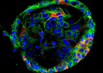 Coronavirus, i mini organi mostrano come devasta l’organismo