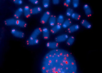 Così le cellule tumorali diventano immortali