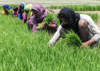 Creato riso ‘Ogm’ che produce molecole contro pressione alta