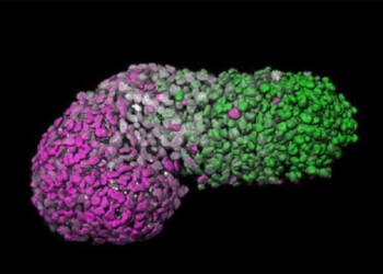 Dalle staminali un modello di embrione umano di 3 settimane