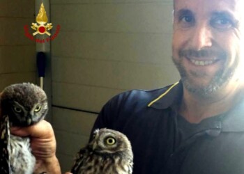 Due civette finiscono in canna fumaria, salvate dai pompieri