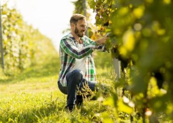 Fase 3: app ‘Restoincampo’ per fronteggiare fabbisogno manodopera in agricoltura  