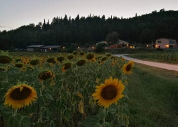 Coldiretti: Marche regione dei girasoli, arriva l’accordo per l’olio 100% italiano