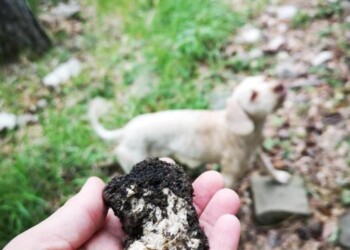 In Alta Umbria ripresa stagione tartufi