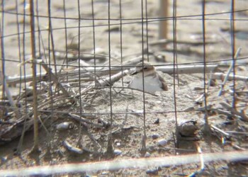 In Riviera volontari e aree recintate per nidi dei fratini