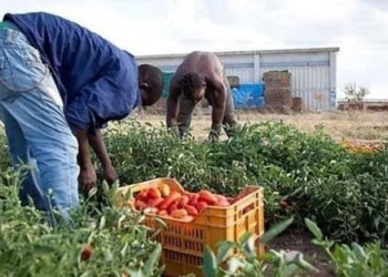 Inps: con una sanatoria di 160mila lavoratori irregolari maggiori entrate fiscali e contributive per mezzo miliardo
