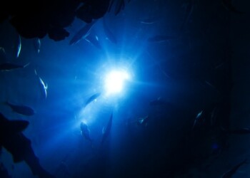 Inquinamento da mercurio nel punto più profondo degli oceani