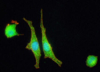 La prima sinapsi artificiale comunica con le cellule