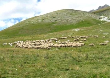 L’Aquila, primo caseificio in consorzio del Gran Sasso