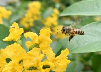 Le api affamate ‘mordono’ le foglie per anticipare la fioritura