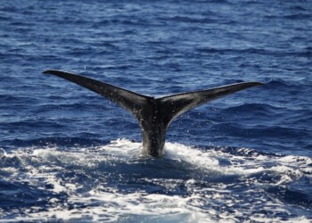 Liberato capodoglio impigliato in rete a largo di Salina