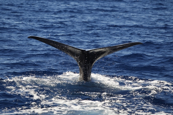 Liberato capodoglio impigliato in rete a largo di Salina