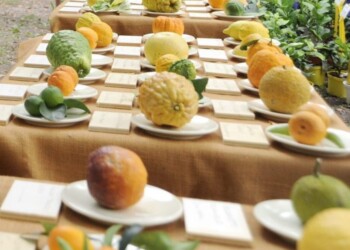 ‘Limone dell’Etna’ verso Igp Ue