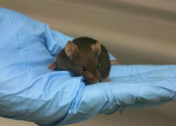 Lincei, lo stop ai test animali danneggia la ricerca
