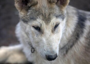 Lupo: Arev chiede misure urgenti di contenimento