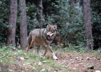 Lupo: Lega Vda, destabilizzata zootecnica di montagna