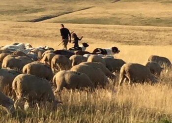Nasce all’Aquila 1/o caseificio in consorzio del Gran Sasso