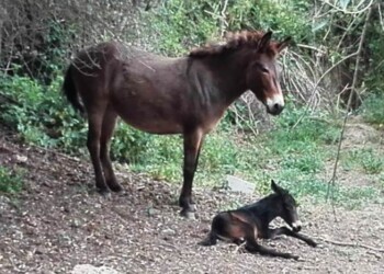 Nato puledro da mula e asino, evento molto raro